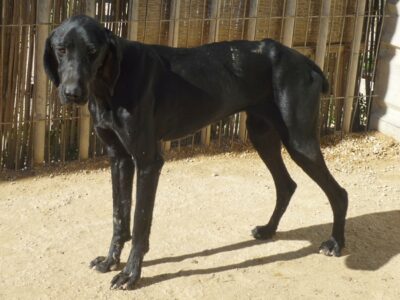 Pointer Mix Hündin zur Adoption im Tierheim APASA in Javea