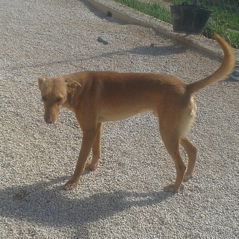 Un perro en adopción en el refugio de Jávea