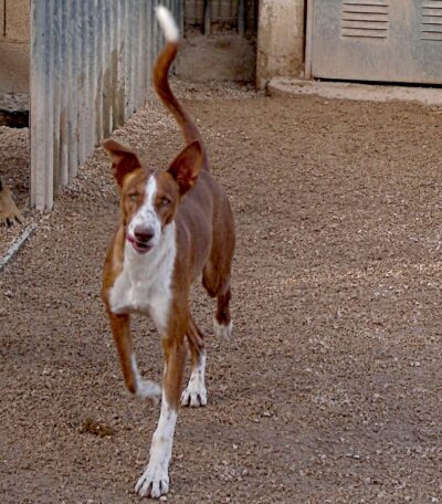 A dog for adoption at the Javea shelter