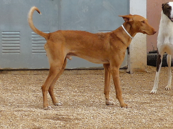 male dog for adoption, Podenco dog for adoption