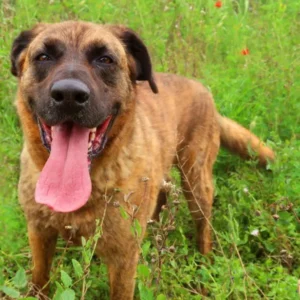 Crossbreed, male for adoption Adopt a dog from spain.
Dog rescue: Belo waits for you. Come and see him. Dog shelter in Javea.