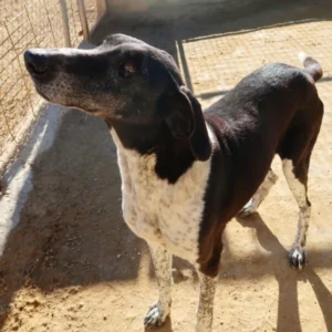Meet James. Maybe just the right dog for you. Vistit our dog sanctuary in Xábia. Find a rescue dog in spain. 